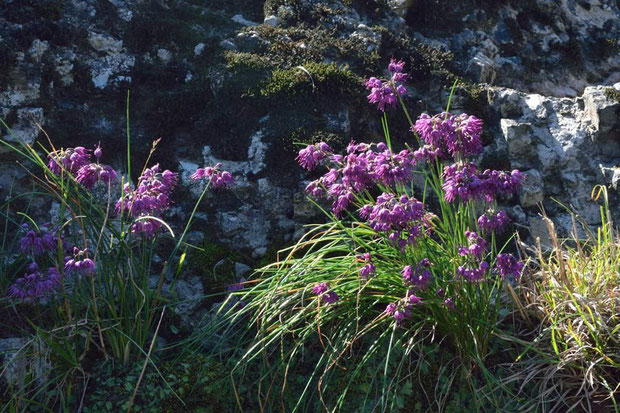 キイイトラッキョウがこんなに花つきがよい植物だとは思っていなかった