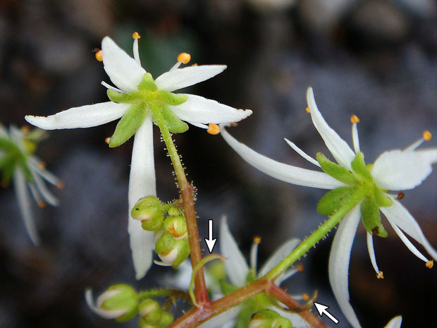 ＃１６　ダイモンジソウの花の背面