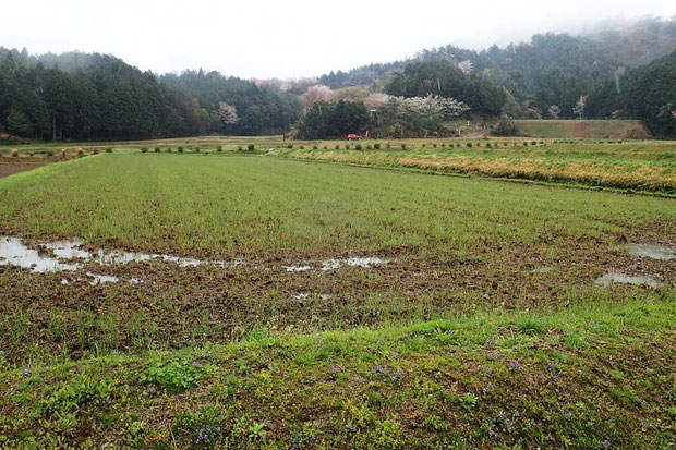 夏には美しい田園風景も、今はちょっと寂しい