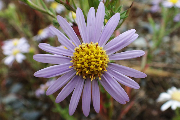 頭花の直径は3〜4cm。　筒状花は黄色。