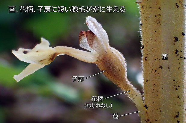 基本種のエゾサカネランとの一番の相違点は、茎・花柄・子房に毛が生えること