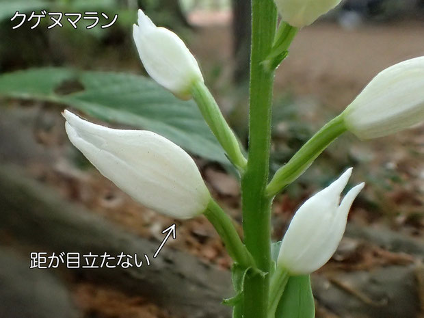 クゲヌマランの距はほとんど無いように見えます