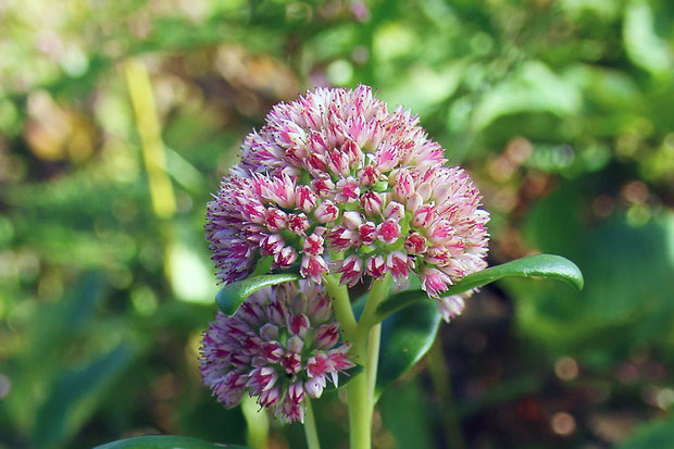 ベンケイソウの花序は散房状で、半球形になります