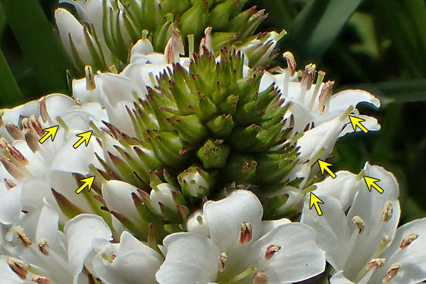 トウサワトラノオの開花直前の花は、花柱が突き出します（矢印部）。　やはり雌性先熟かな？　前回の宿題、完了