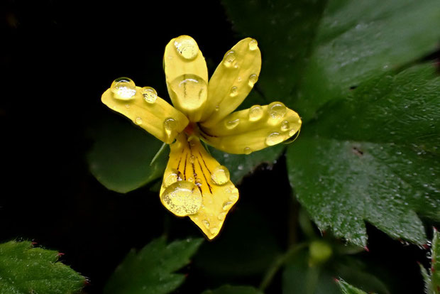 キバナノコマノツメ　朝露の水滴をたくさんつけた花があった