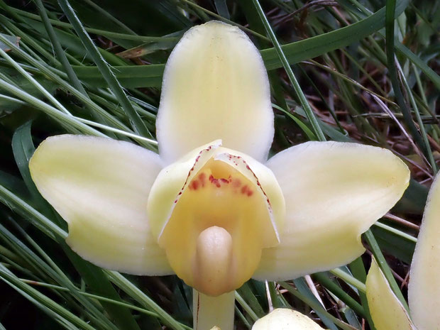 シナノショウキランの花の正面　　美しい蝋細工のようだ　そっと触れてみたら、見た目通りの感触