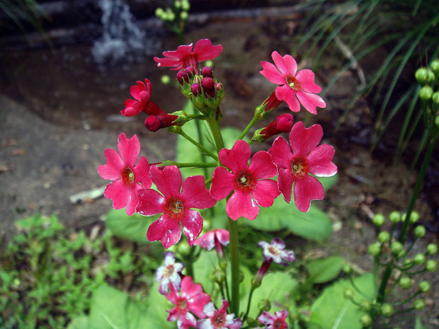 　クリンソウの花は、2〜5段輪状に咲かせます