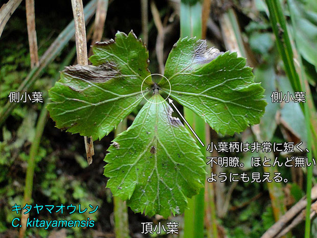 ＃５　キタヤマオウレン Coptis kitayamensis の三裂葉