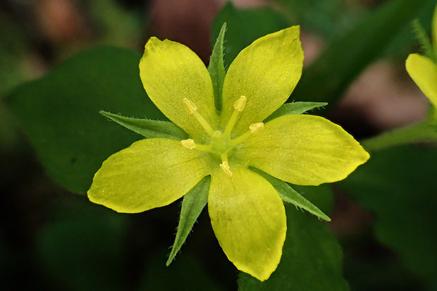 ナガエコナスビの萼片、花弁は5深裂します。　大きさはコナスビより少し大きく、直径1cmほどでした