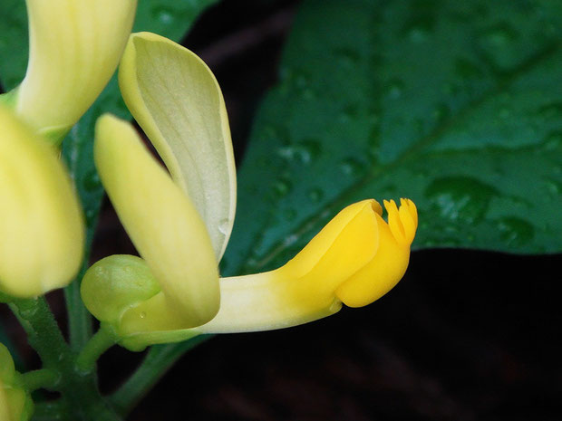 カキノハグサ　5個の萼片のうち2個が立ち上がる。花弁は3個が合着し下側1個の竜骨弁の先端に房状の付属体がつく