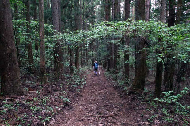 スズムシソウの自生地はこんな雰囲気。　針葉樹が生い茂るやや暗い林下で、地面は柔らかい土でした