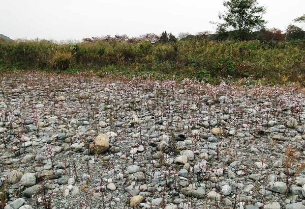 カワラノギク自生地　2010年11月の河原の状態