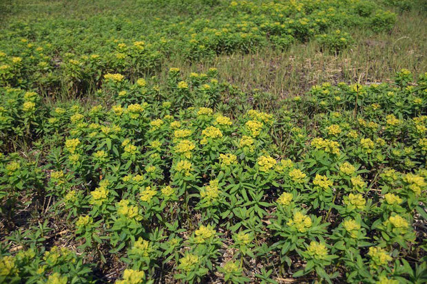 ノウルシ　　群れて咲くことが多いですが、今や貴重な植物です