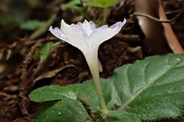 イナモリソウの花冠は、細長い漏斗状