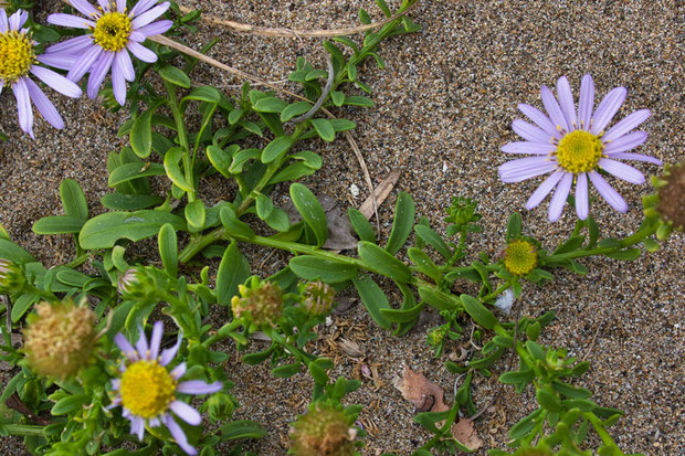 ハマベノギクの茎葉は互生し、へら形です