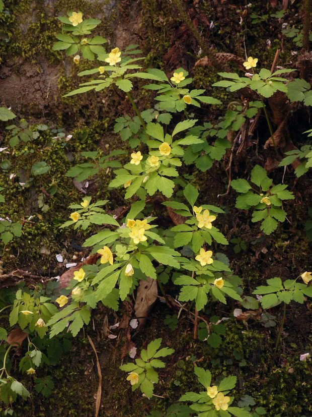 　キバナサバノオ (黄花鯖の尾)　キンポウゲ科 シロカネソウ属　　2014.04.27　滋賀県　alt=460m