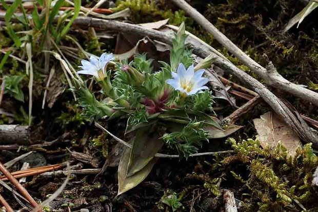 コケリンドウ (苔竜胆)　リンドウ科 リンドウ属　　この株はロゼット型の根生葉がよく見える