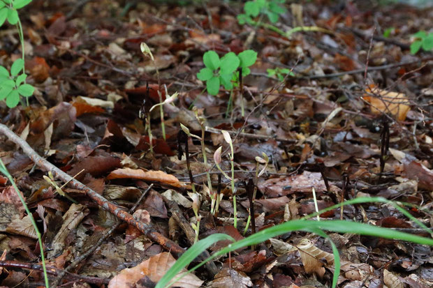 新たに発見した自生地の一部　　傷んでしまった株も多い