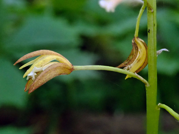 コケイラン　　「見たかったあの花」ではなかった