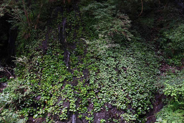 水が滴る垂直に近い岩肌　左半分をダイモンジソウが埋めつくす　右側は別の植物