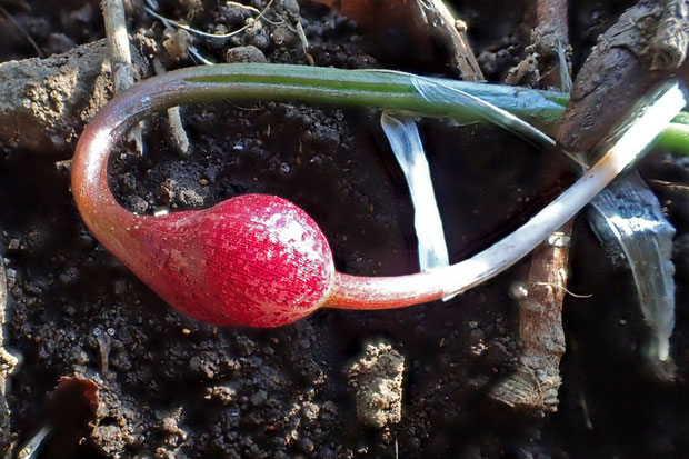 ヒメニラのこの鱗茎は通常の鱗茎（上の写真の白っぽいもの）と異なり、ストロンの先につく特殊な鱗茎のようです