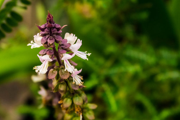 Ocimum Sanctum "Tulsi" ook wel heilige basilicum genoemd is een heel dankbare plant met een gunstige uitwerking op de algehele immuniteit, de darmen & luchtwegen.  Gebruikt als keukenkruid of voedingssupplement.