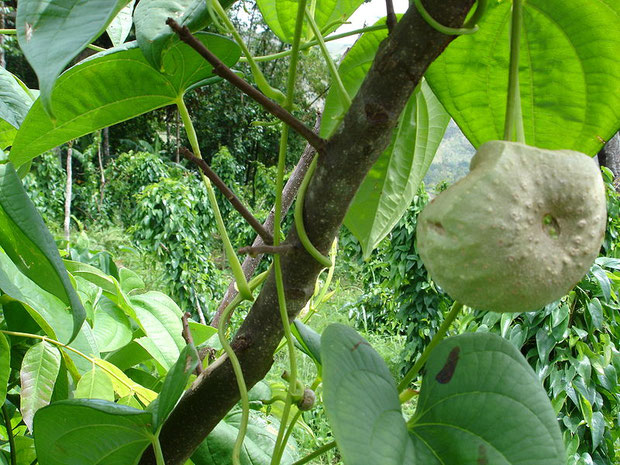 Dioscorea bulbifera "Wilde Yam" klimt tegenwijzerszin naar omhoog en bezit vele geneeskrachtige eigenschappen. Enkele voorbeelden zijn astma, diabetes & kanker; ook huidklachten zijn met deze plant te behandelen!