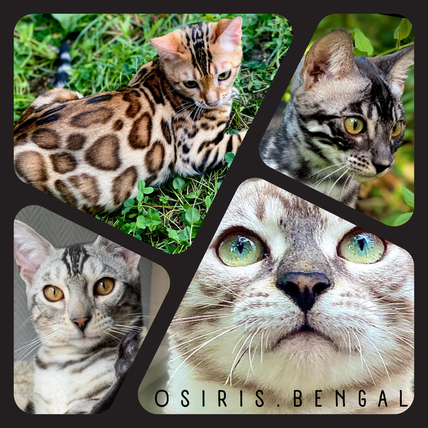elevage de bengal haut de gamme loof 