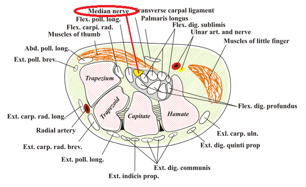 *Median nerve=正中神経