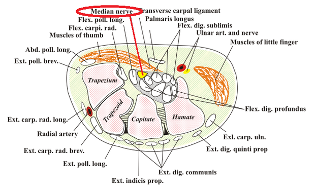 ＊Median nerve=正中神経