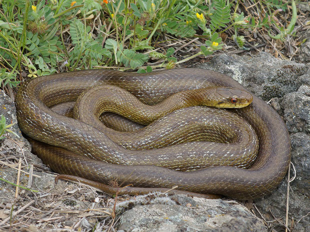 Schlangen Die Vielfalt Der Herpetofauna Europas In Bildern