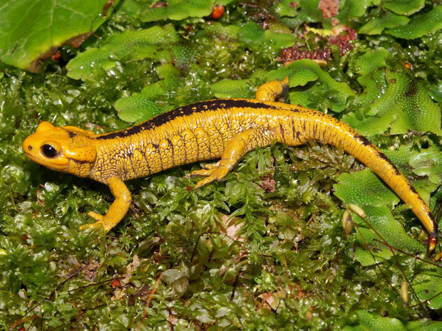 Schwanzlurche Die Vielfalt der Herpetofauna Europas in Bildern