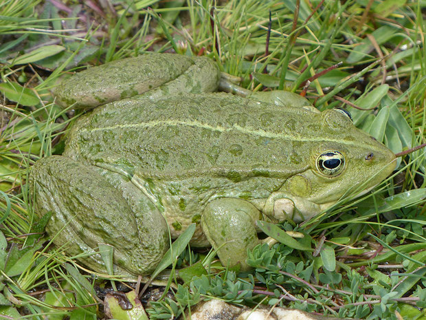 Froschlurche - Die Vielfalt der Herpetofauna Europas in Bildern