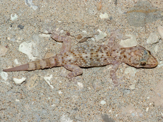 Echsen - Die Vielfalt der Herpetofauna Europas in Bildern