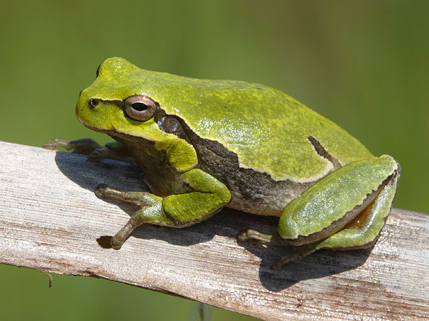 Froschlurche - Die Vielfalt der Herpetofauna Europas in Bildern