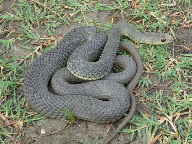 Schlangen Die Vielfalt Der Herpetofauna Europas In Bildern
