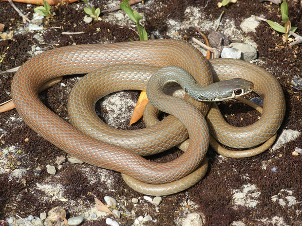 Schlangen Die Vielfalt Der Herpetofauna Europas In Bildern