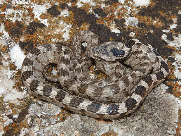 Schlangen Die Vielfalt Der Herpetofauna Europas In Bildern