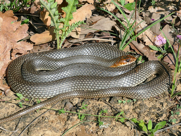 Schlangen Die Vielfalt Der Herpetofauna Europas In Bildern