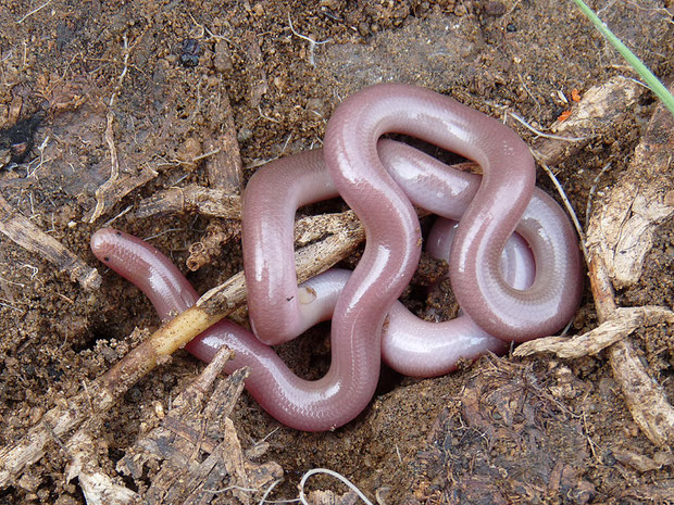 Schlangen Die Vielfalt Der Herpetofauna Europas In Bildern