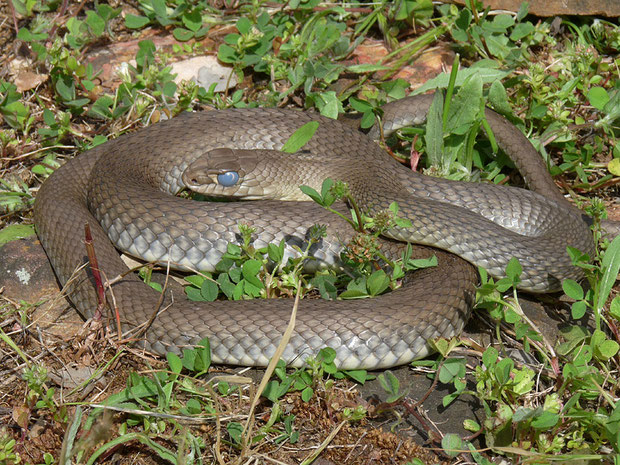 Schlangen Die Vielfalt Der Herpetofauna Europas In Bildern