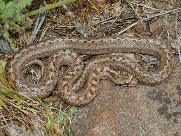 Schlangen Die Vielfalt Der Herpetofauna Europas In Bildern