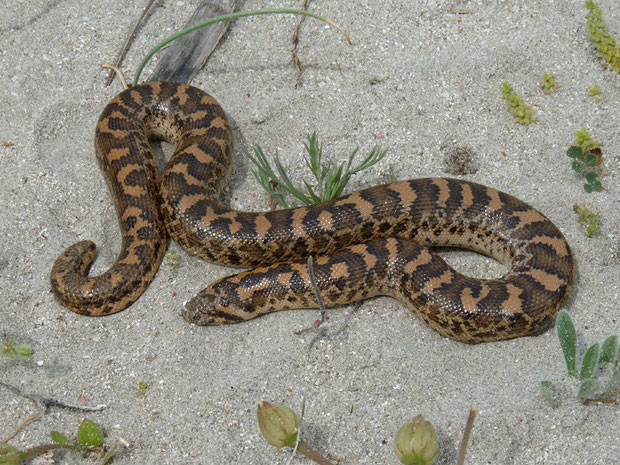 Schlangen Die Vielfalt Der Herpetofauna Europas In Bildern