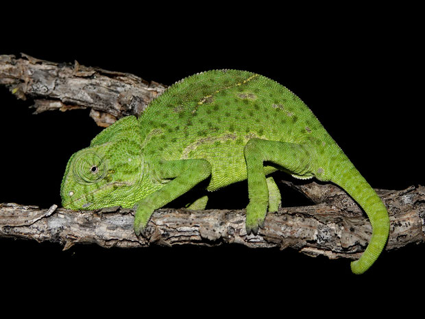 Echsen Die Vielfalt Der Herpetofauna Europas In Bildern