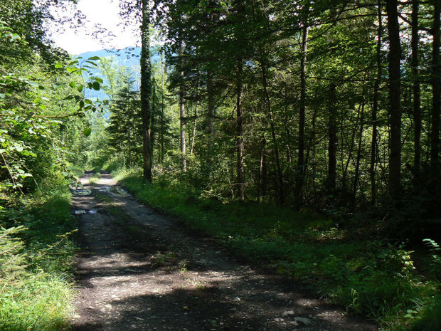 Mischwaldvegetation in der Region des Steinibaches