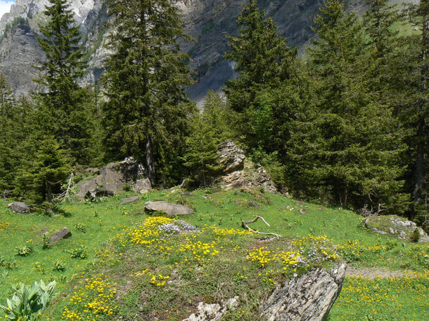 Bergwald mit Alpenflora