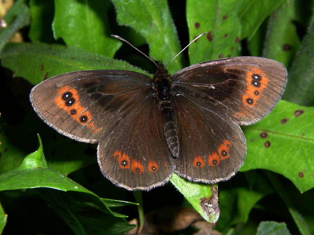 Duftschuppen bei Erebia aethiops-Männchen auf Vorderflügeloberseite