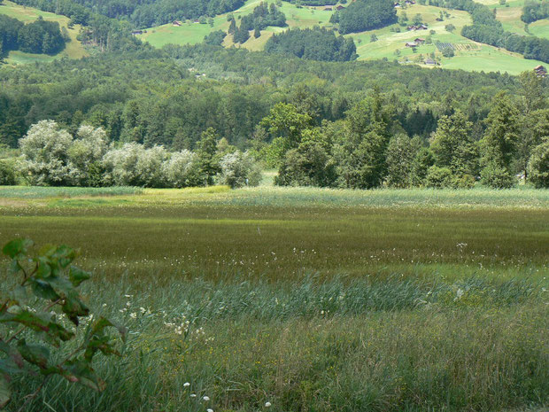 Blick zum Gebiet Steinibach (Wald im Hintergrund)