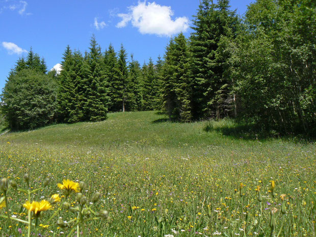 Fichtenwald bei Ciernes Picat