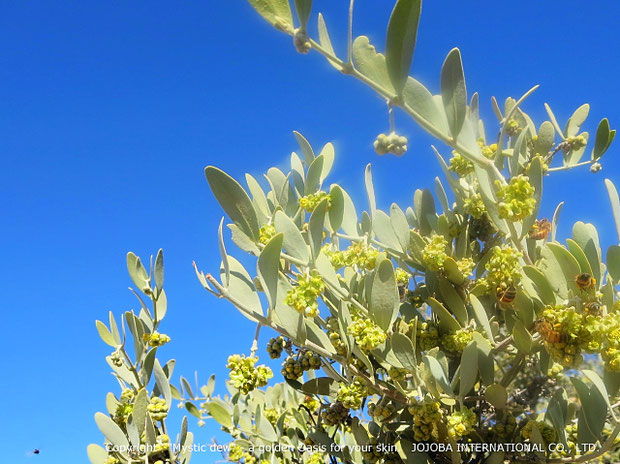 ♔ JOJOBA & BEES